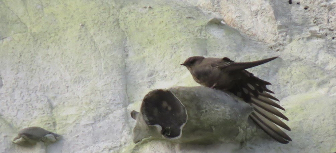Crag Martin Nigel Jarman 2020 11 25