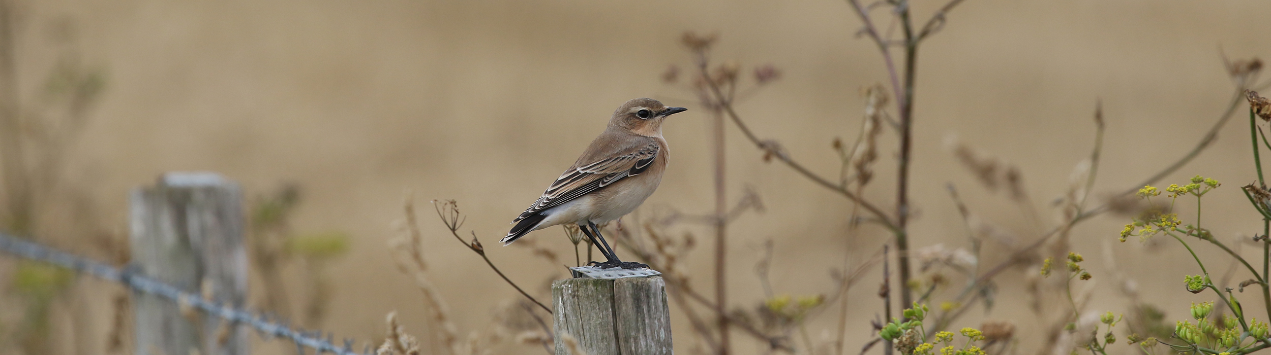 KOS_Wheatear_6028.jpg